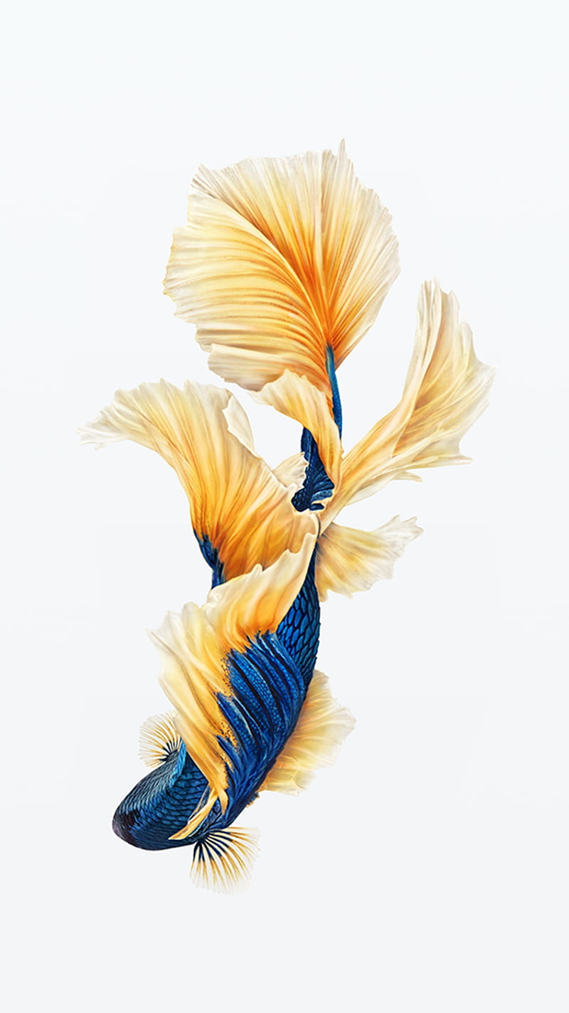 blue fish, white background, HD phone wallpaper
