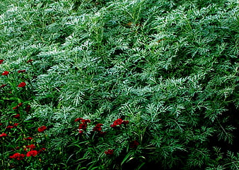 HD artemisia wallpapers | Peakpx