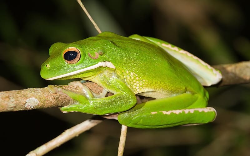 Frogs, Animal, Frog, White Lipped Tree Frog, HD wallpaper