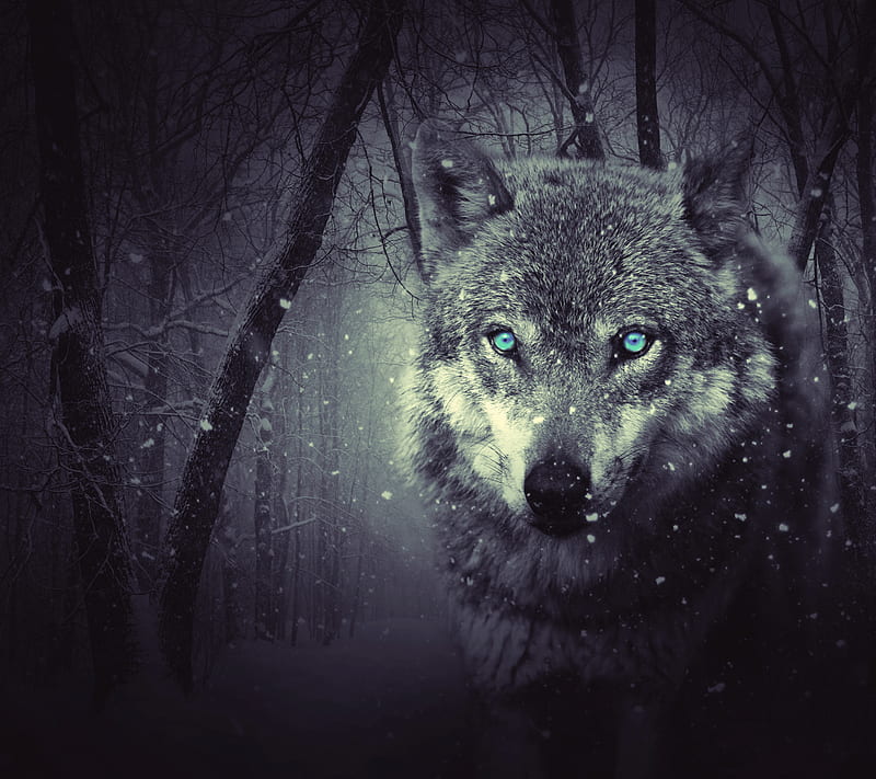 Wolf, dark, wild, HD wallpaper