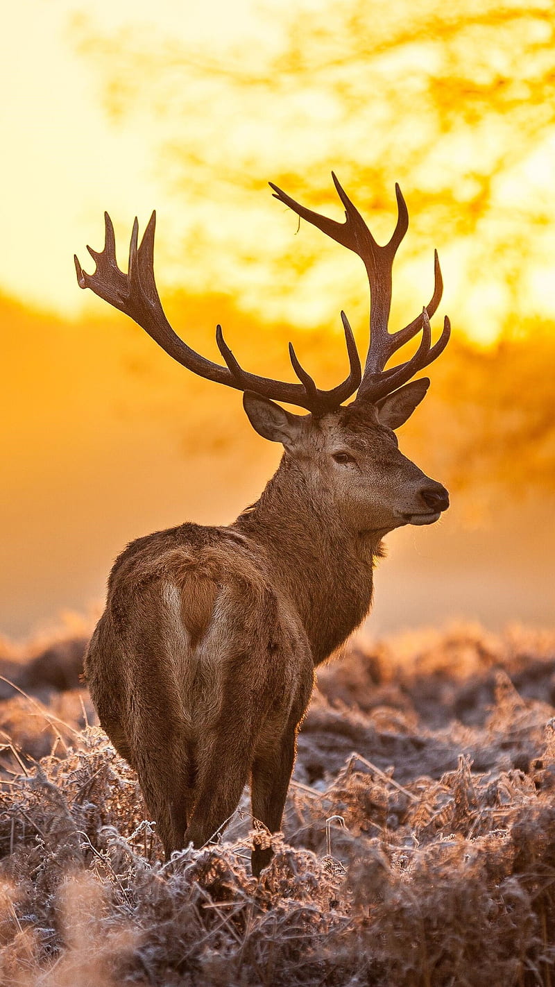 Deer in Forest, animal, wildlife, wild animal, macro, HD phone wallpaper |  Peakpx