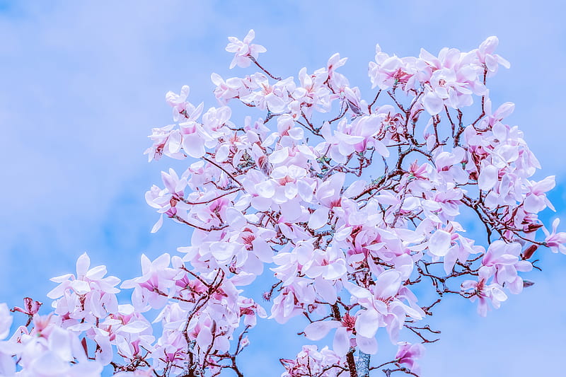 magnolia, flowers, flowering, branches, sky, HD wallpaper