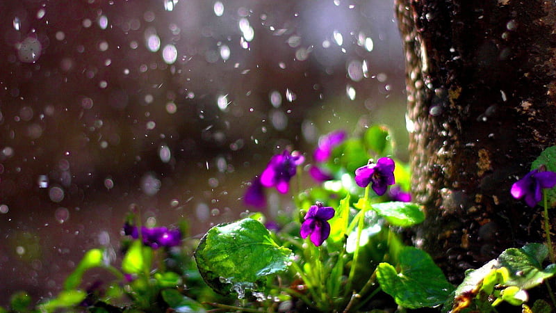 Dark Purple Flowers Green Leaves Plants In Rainfall Background Rain, HD wallpaper