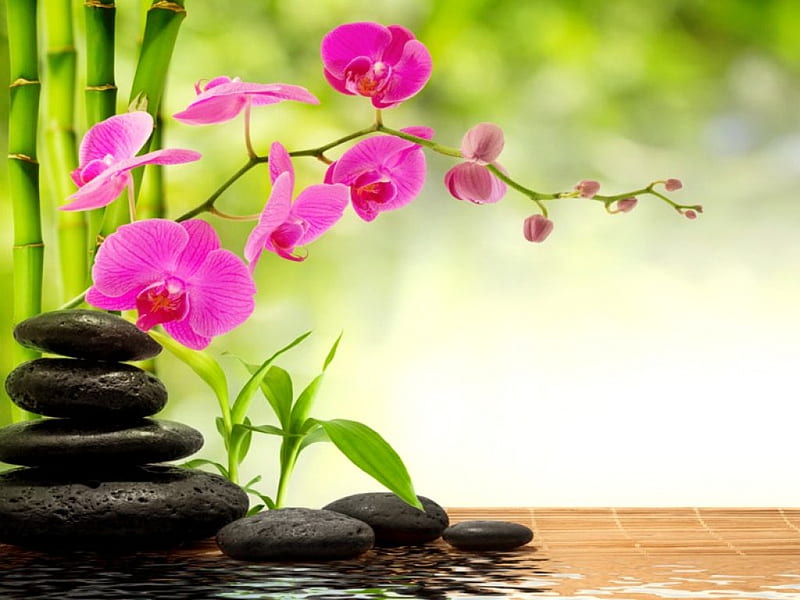Spa still life, pretty, lovely, bonito, bamboo, still life, leaves, stones, water, orchid, spa, flower, reflection, pink, harmony, HD wallpaper