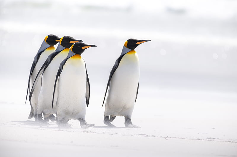 king penguins, penguins, birds, arctic, wildlife, HD wallpaper