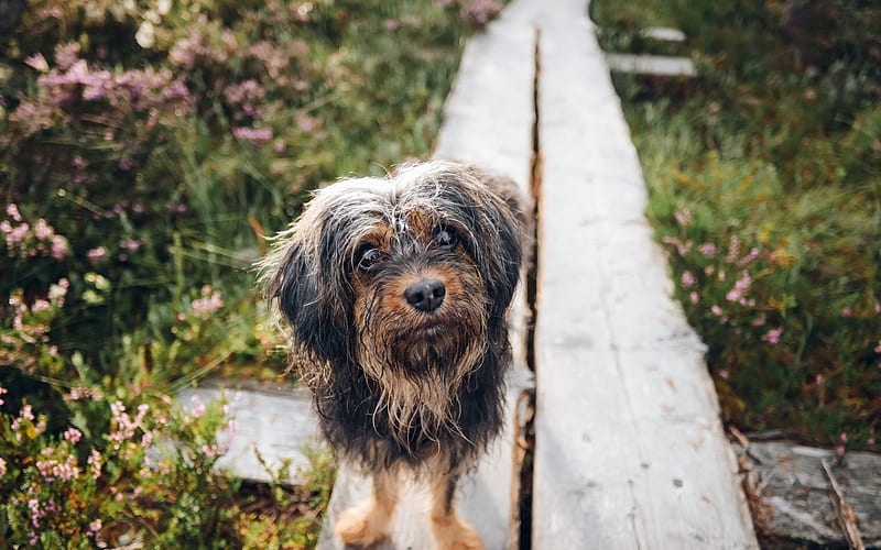 small dog, cute animals, Yorkshire terrier, pets, rain, puppy, HD wallpaper