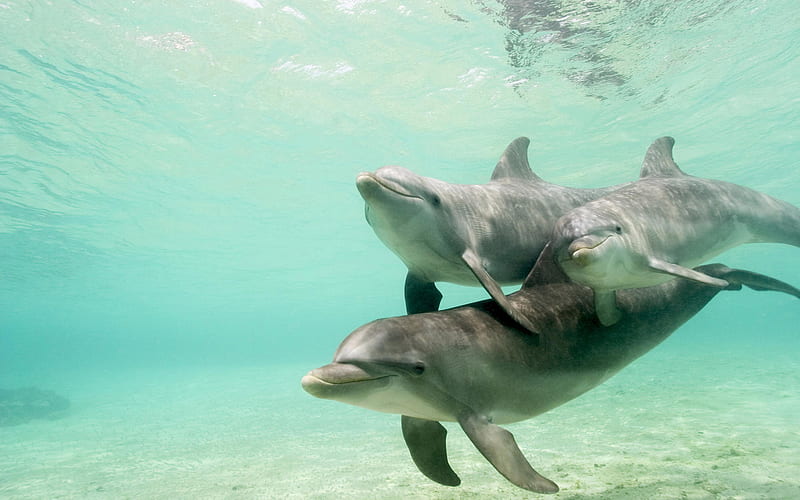 Happy family, underwater, dolphins, life, ocean, animals, HD wallpaper