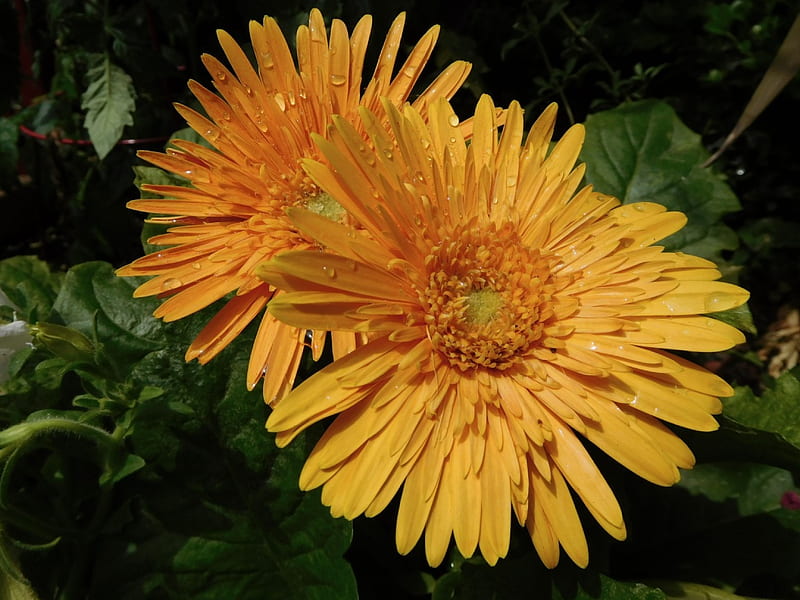 Gerberas naranjas, jardín, naranja, gerberas, primavera, flor, Fondo de  pantalla HD | Peakpx