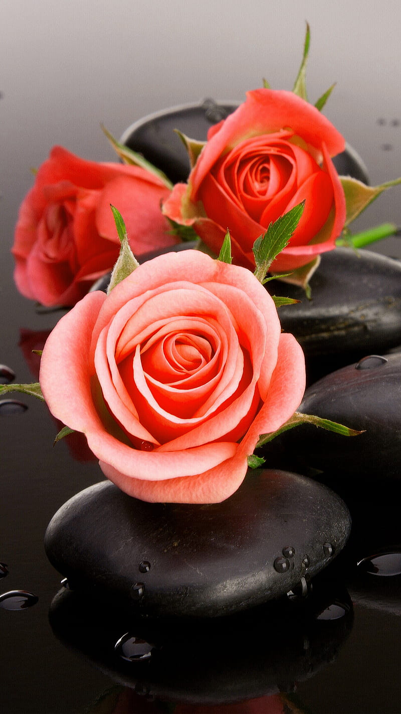 Roses, black, flower, love, nature, red, stones, waterdrops, zen, HD phone wallpaper