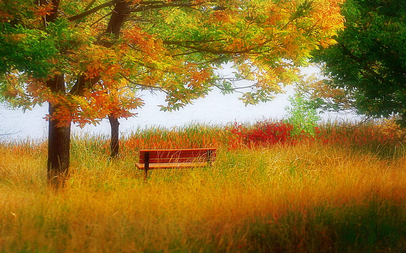 To rest at the lake, grass, high dynamic range, background, nice, multicolor, repose, creeks, paisage, quiet, relax, tranquil, red, bonito, edge, seasons, leaves, roots, parks, green, scenery, blue, lakes, peace, maroon, soft, tranquilizer, pond, paisagem, day, r, nature, branches, pc, scene, orange, yellow, magic, cenario, calm, scenario, shadows, brilliant, beauty, forests, rivers, rest, , paysage, cena, lying, trees, lagoons, panorama, water, cool, serenity, awesome, computer, hop, landscape, colorful, autumn, brown, woods, laguna, trunks, refreshment, graphy, grasslands, effects, grove, amazing, relaxant, multi-coloured, view, bench, colors, spring, leaf, restful, serene, plants, peaceful, magical, vibrant, summer, colours, relaxing, natural, HD wallpaper