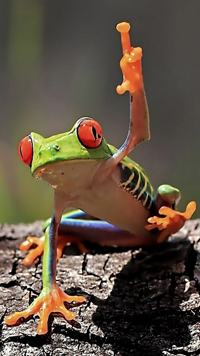 Hello, frog, green, red, HD phone wallpaper | Peakpx