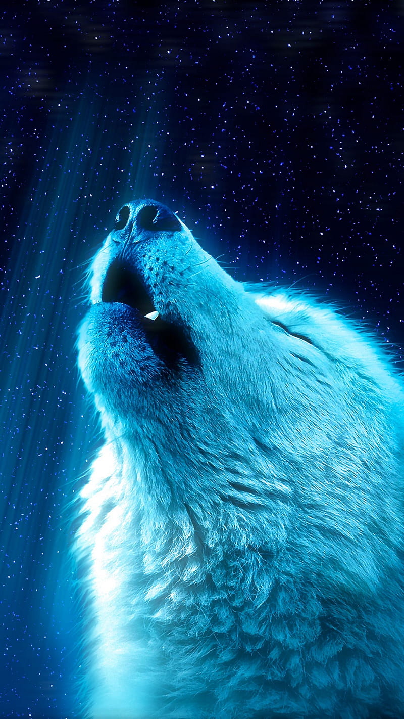 White Wolf Howl , blue, predator, wild, stars, closeup, animal, HD phone wallpaper