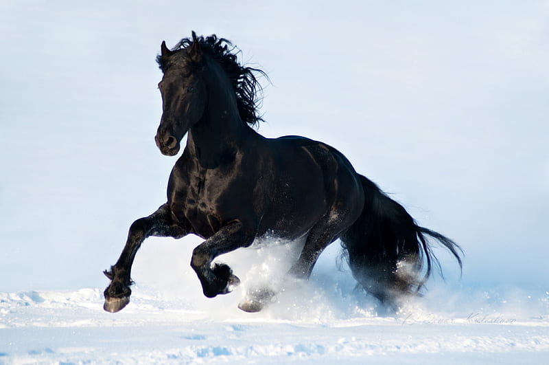 Black Horse, snow, black, running, bonito, white, horse, HD wallpaper