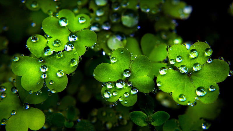 Closeup View Of Water Drops Four Leaf Clover Four Leaf Clover, HD wallpaper