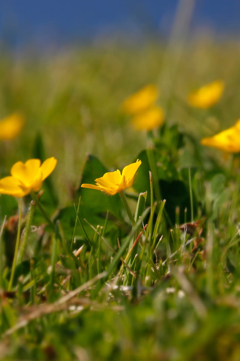 Butterflower, butter, flower, green, macro, nature, pexer, sunny, yellow, HD phone wallpaper