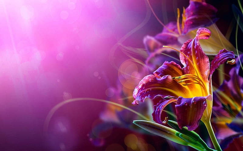 Colorful Lily, purple, flowers, blossoms, yellow, artwork, HD wallpaper