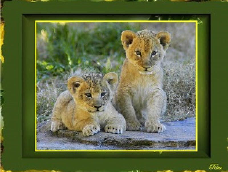TWO LION CUBS FOR LIONESS, for lioness, framed, lion cubs, two, HD wallpaper