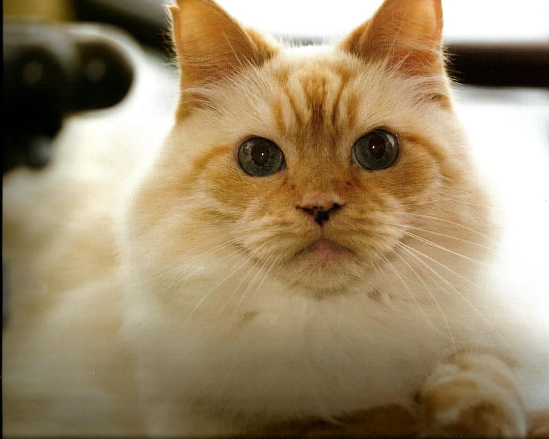 Himalayan cat, cute, paws, feline, himalayan, cat, HD wallpaper