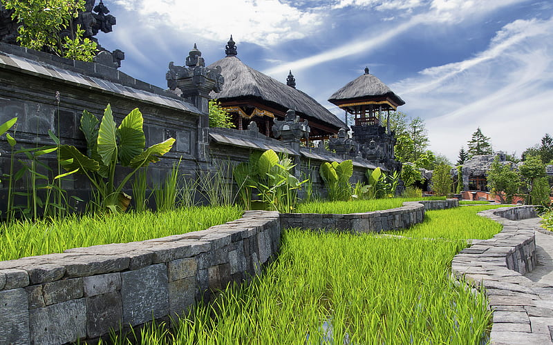 Sunny Rice Fields, architecture, rice, zoo, roofs, paddies, terraces, tatched, HD wallpaper