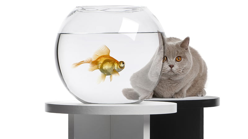 Waiting for a oversight, feline, fish, cat, kitten, animal, sweet, bowl, HD wallpaper