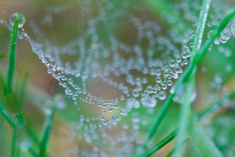 A string of pearls, grass, raindrops, drops, graphy, green, web, close-up, dew, spring, abstract, softness, spider web, dewdrops, macro, summer, garden, nature, rain, HD wallpaper