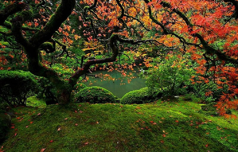 autumn's symphony, red, forest, colorful, autumn, green, nature, HD wallpaper