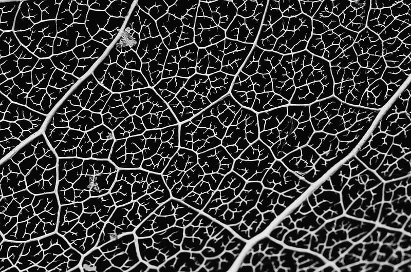 macro, veins, leaf, bw, HD wallpaper