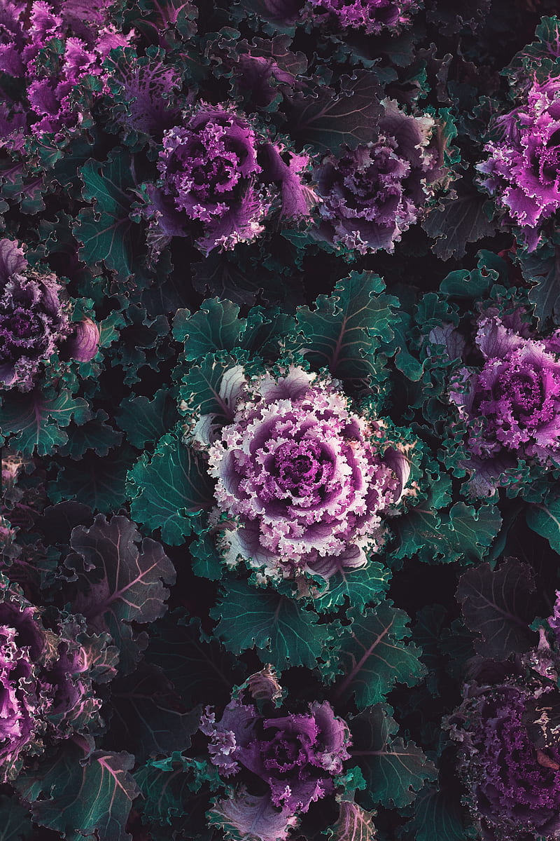 cabbage, plants, leaves, purple, green, HD phone wallpaper