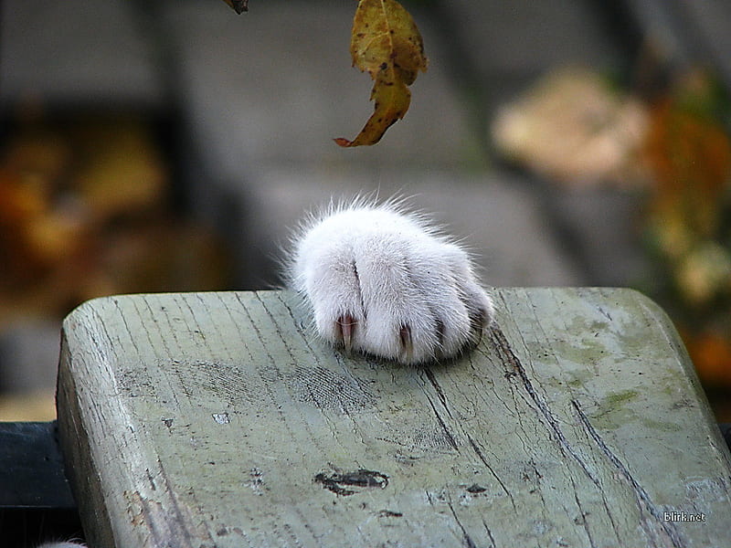 hanging on by a paw, bench, cat paw, gray, leaf, HD wallpaper
