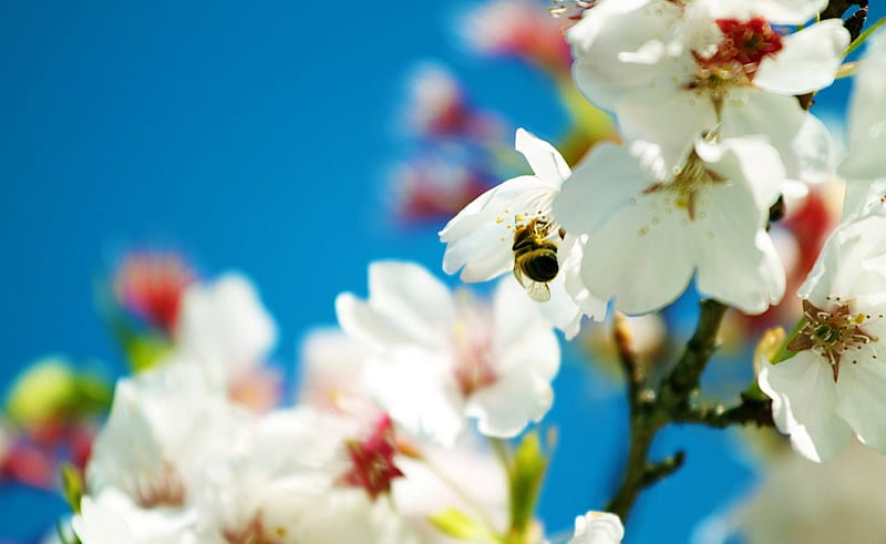 The Busy Spring Bee, bee, tree, flowers, nature, spring, blue sky, cherry blossoms, HD wallpaper