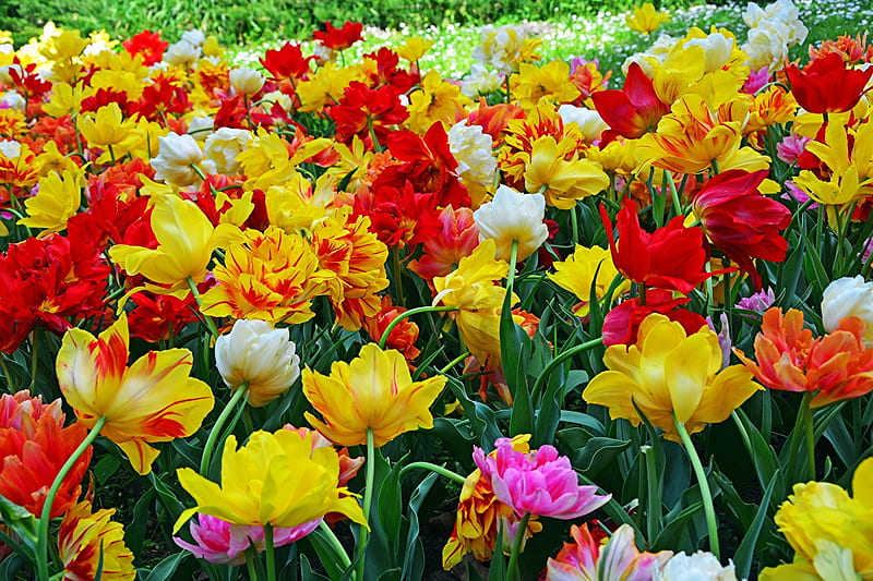 Tulips, Spring, Flowers, Many, HD wallpaper