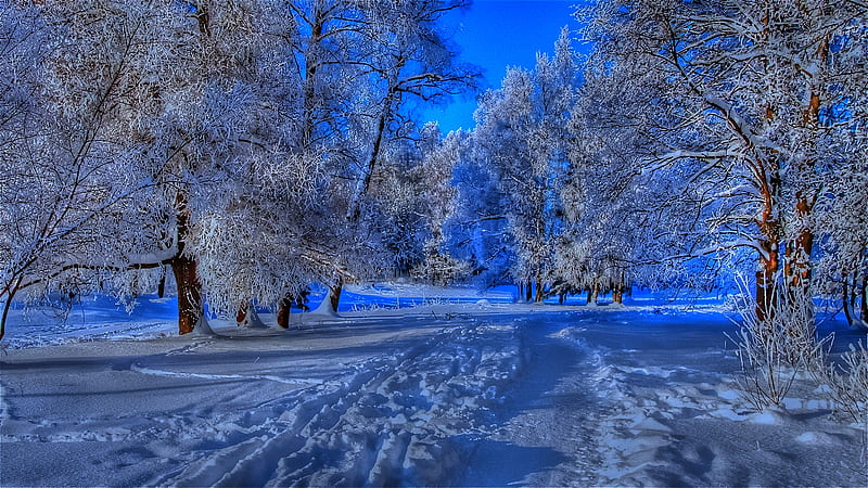 Beautiful Winter, pretty, bonito, trees, footprints, snow, rich, path, white, blue, HD wallpaper