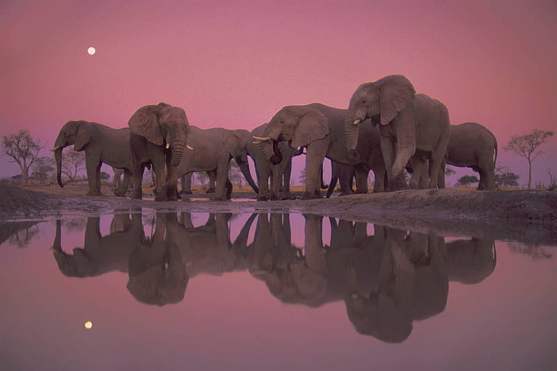 Twilight of the Giants, elephants, animals, HD wallpaper
