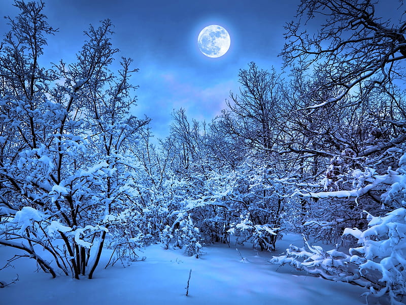 Winter Forest at Night, forest, moon, snow, nature, trees, night, winter, HD wallpaper