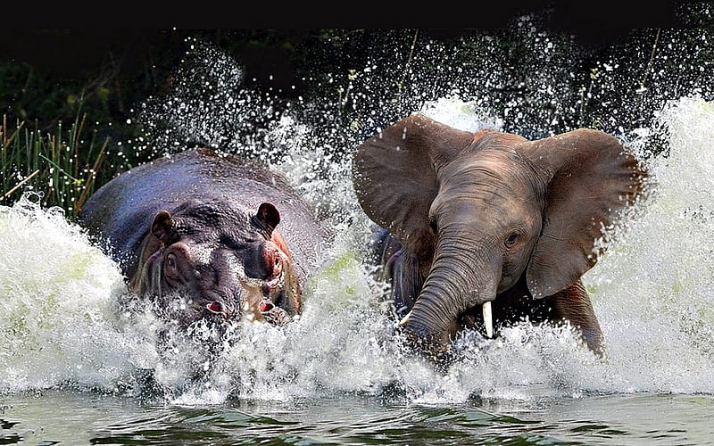 behemoth, elephant, wildlife, lake, wild animals, hippopotamus, HD wallpaper