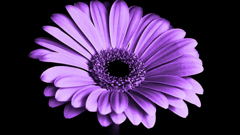 Flor de la margarita violeta, violeta, margarita, pétalos, flor, Fondo de  pantalla HD | Peakpx