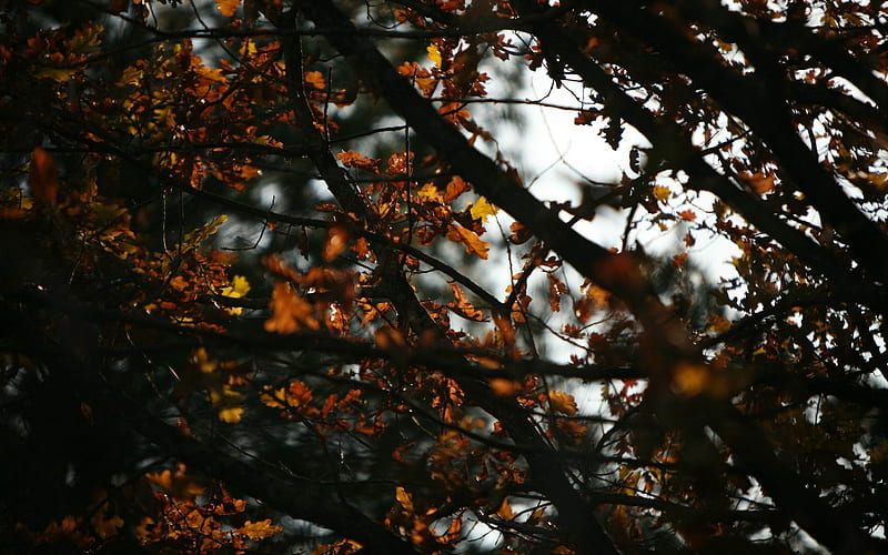 Autumn leaves, autumn, leaf, tree, leaves, nature, season, colour ...