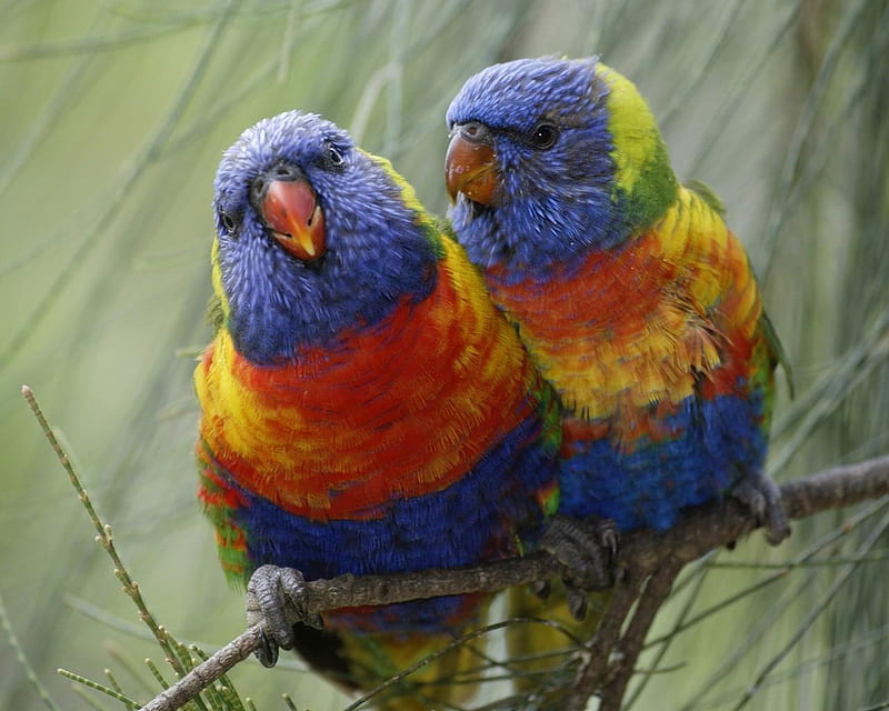 Pair of Rainbow Lorikeet Australia, limb, lorikeet, orange, colors, yellow, rainbow, two, australia, parrots, HD wallpaper