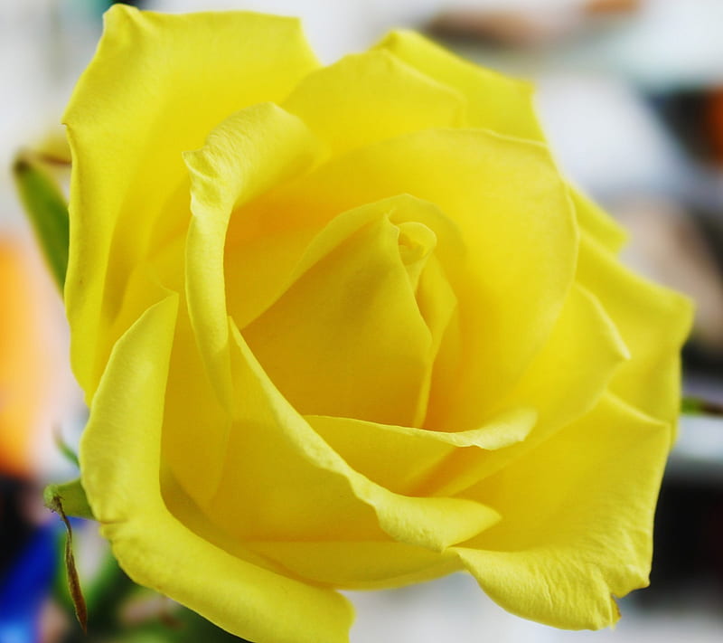 Yellow Rose , flower rose, yellow, HD wallpaper