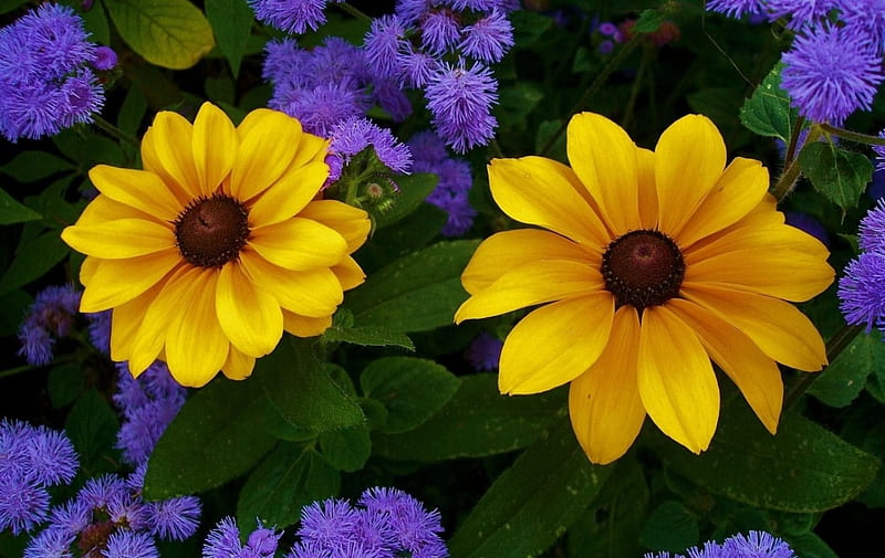 Flores amarillas, amarillo, jardín, flores, violeta, Fondo de pantalla HD |  Peakpx