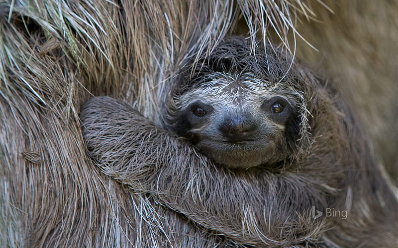 brown throated sloth, bing, sloth, throated, brown, HD wallpaper