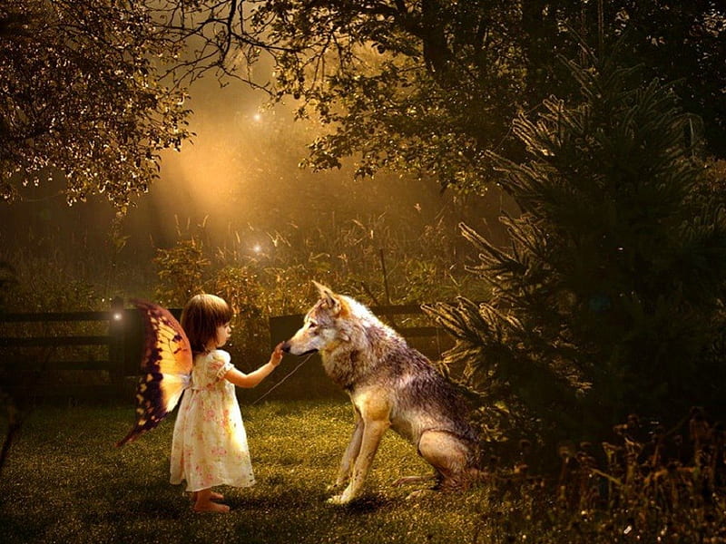 Enchanting Night for Making Friends, fantasy, butterfly angel, wolf, abstract, night, HD wallpaper