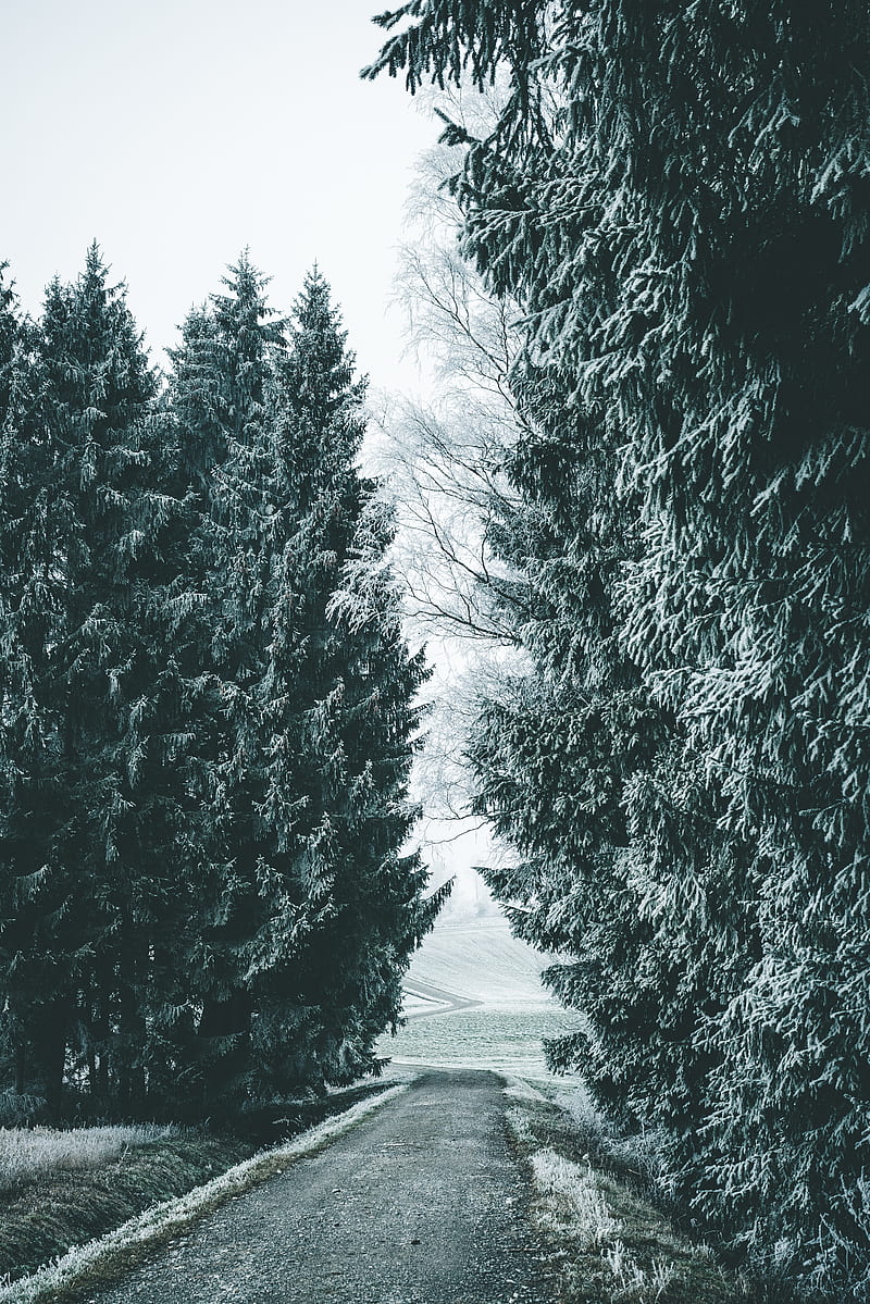 forest, winter, snow, trees, road, snowy, HD phone wallpaper