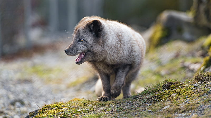 arctic fox, animal, predator, protruding tongue, profile, HD wallpaper