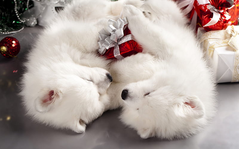 Samoyed christmas best sale