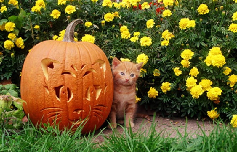 Kitty and Halloween Pumpkin, kitty, pumpkin, flowers, yellow, garden, Halloween, cats, animals, HD wallpaper