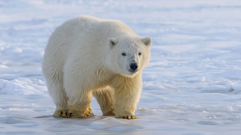 White Polar Bear Is Standing On Beach Water Bear, HD wallpaper