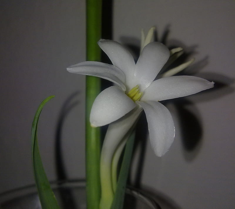 Flor de nardo, naturaleza, florero, Fondo de pantalla HD | Peakpx