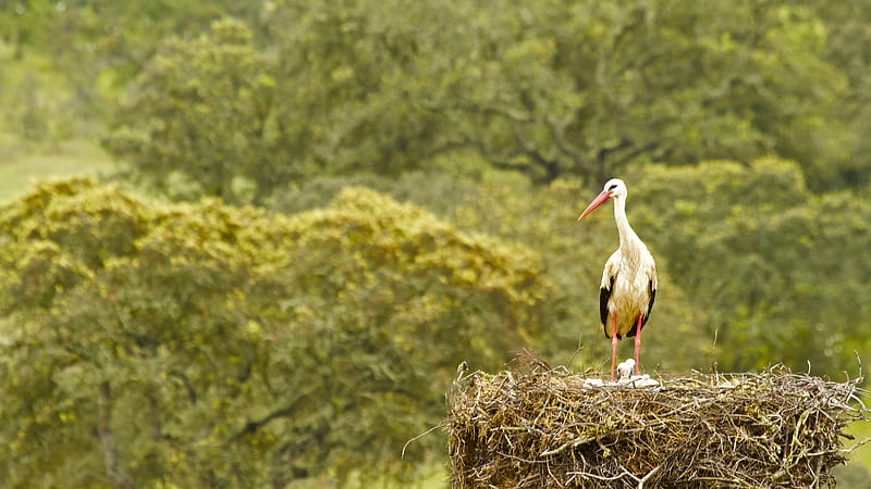 yellow and black bird is standing near nest in blur green background animals, HD wallpaper