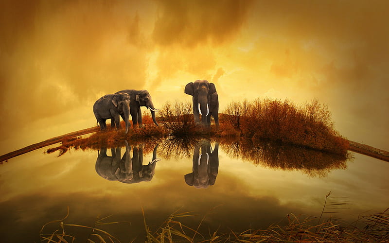 elephants, wildlife, river, Thailand, HD wallpaper